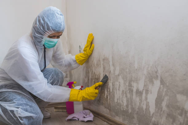 Best Attic Mold Removal  in Atlantis, FL