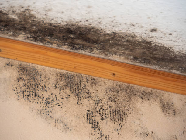 Best Emergency Mold Remediation  in Atlantis, FL