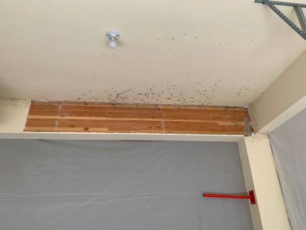 Best Industrial Mold Remediation  in Atlantis, FL