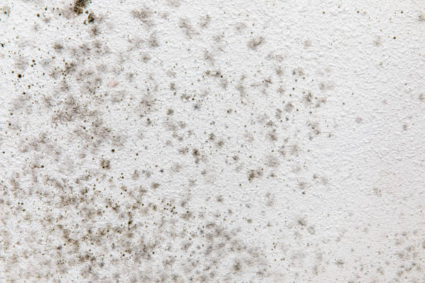 Trusted Atlantis, FL Mold Removal Experts