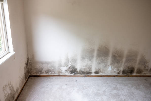  Atlantis, FL Mold Removal Pros