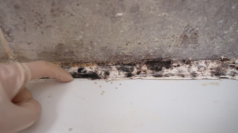 Best Commercial Mold Inspection  in Atlantis, FL