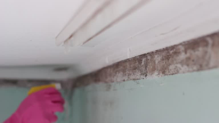 Best Industrial Mold Remediation  in Atlantis, FL