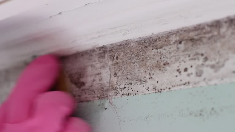 Best Asbestos and Lead Testing During Mold Inspection  in Atlantis, FL